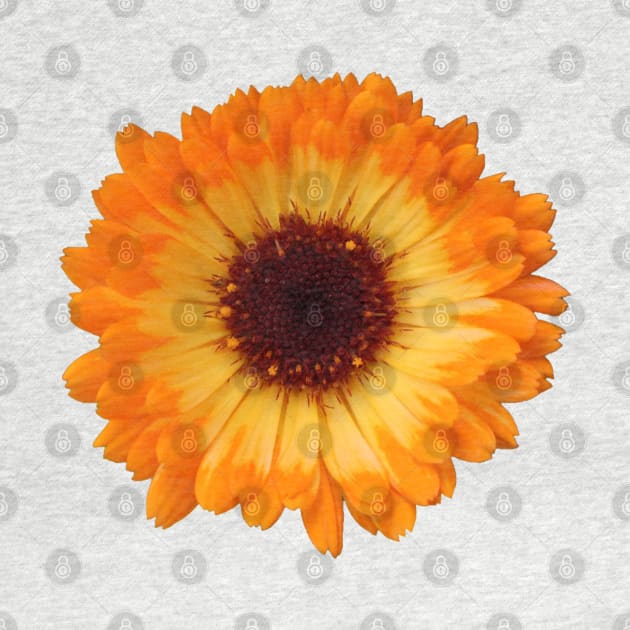 orange daisy by LeighsDesigns